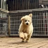 トイプードル(トイ)