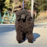 トイプードル(トイ)