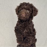トイプードル(トイ)