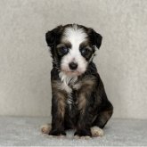 チャイニーズ・クレステッド・ドッグ