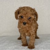 トイプードル(トイ)