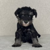 ミニチュアシュナウザー