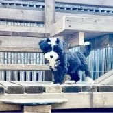 チャイニーズ・クレステッド・ドッグ