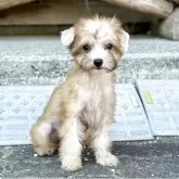 チャイニーズ・クレステッド・ドッグ