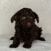 トイプードル(トイ)