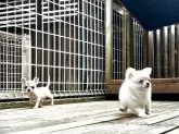 チワワ(スムース)【神奈川県・女の子・2025年4月2日・パーティ】の写真7