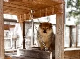 ポメラニアン【神奈川県・女の子・2025年1月21日・オレンジ】の写真14