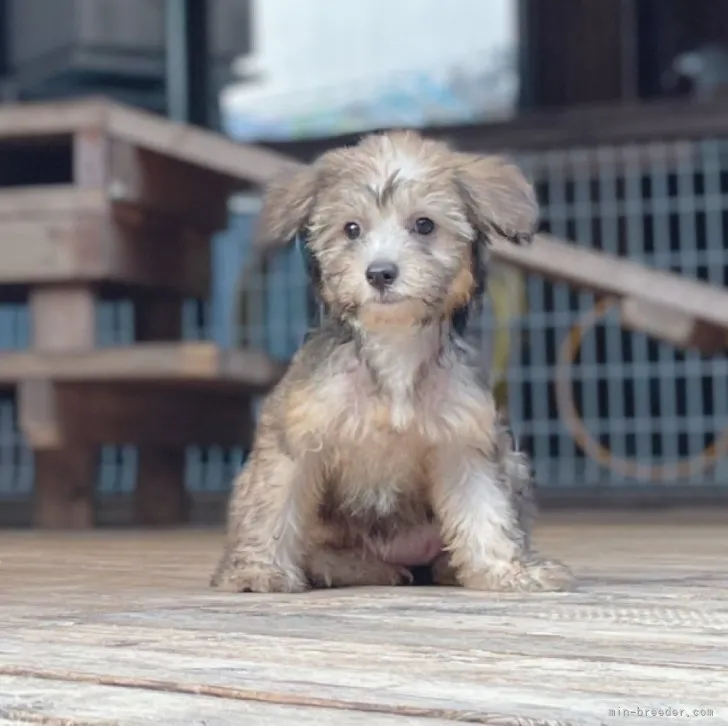 ID:2306-06392の子犬