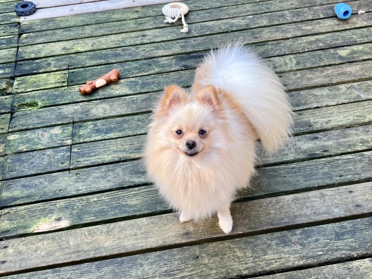 ポメラニアン【・女の子・2023年7月16日・クリーム&amp;ホワイト】