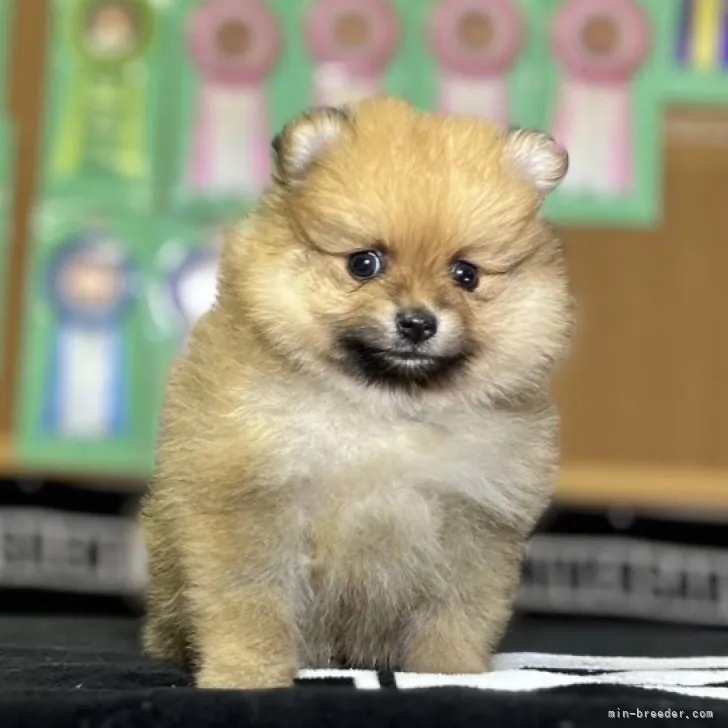 ID:2307-00870の子犬