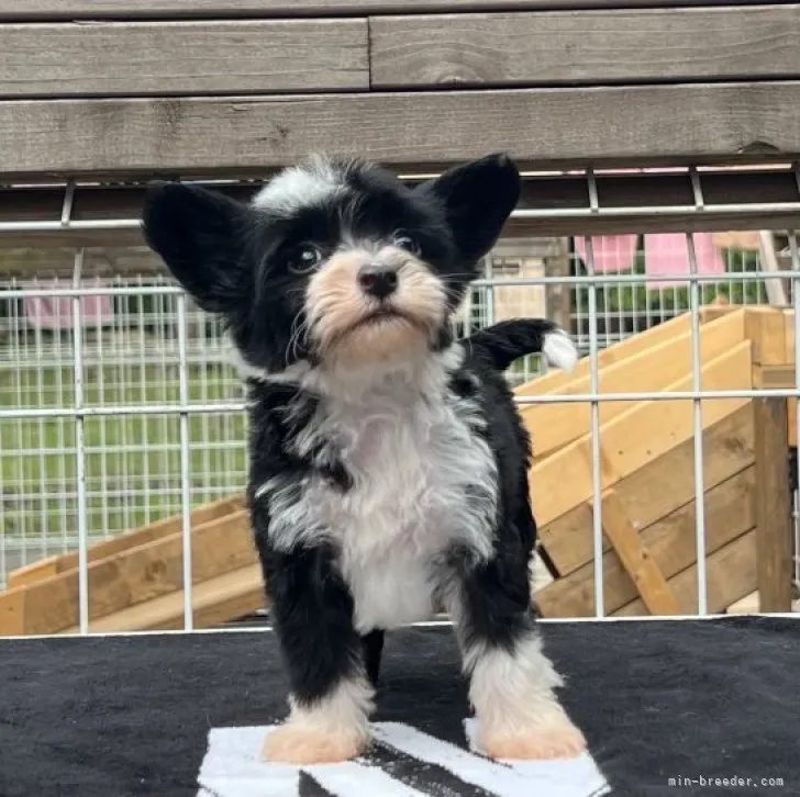 ID：2305-01986の子犬