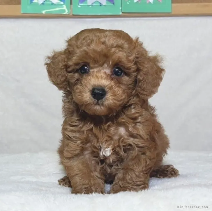 ID：2307-03838の子犬