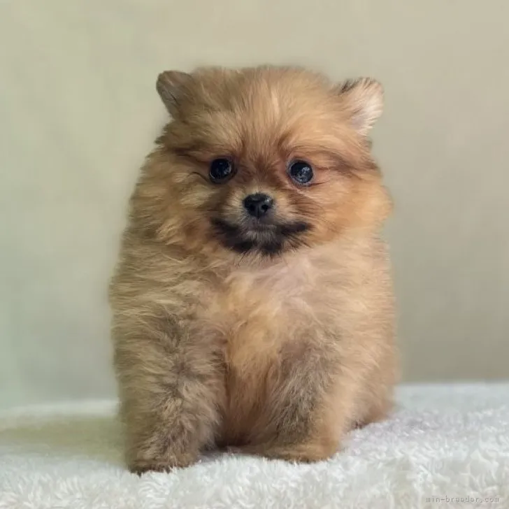 ID：2310-01024の子犬