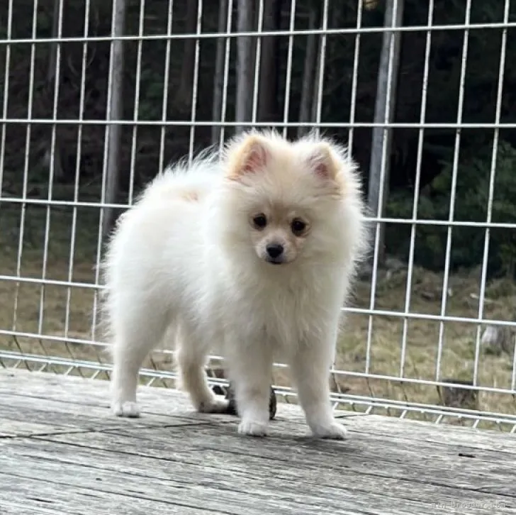 ID:2308-03210の子犬
