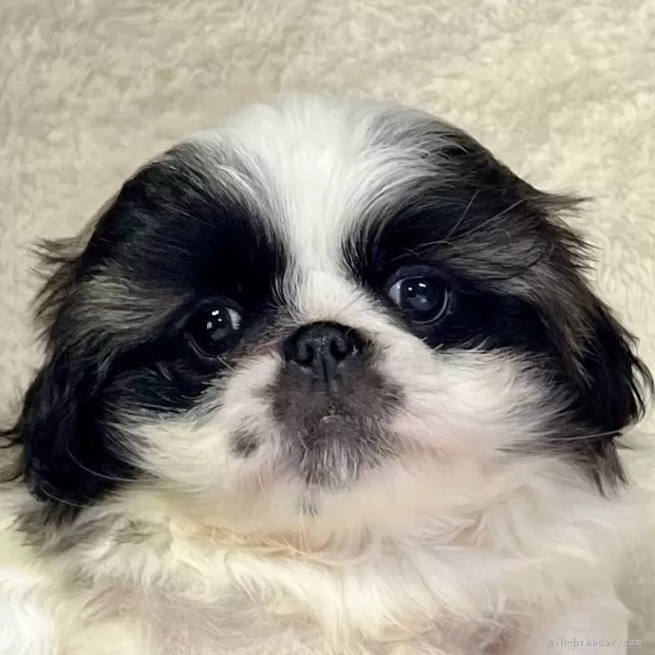 ID:2406-04056の子犬
