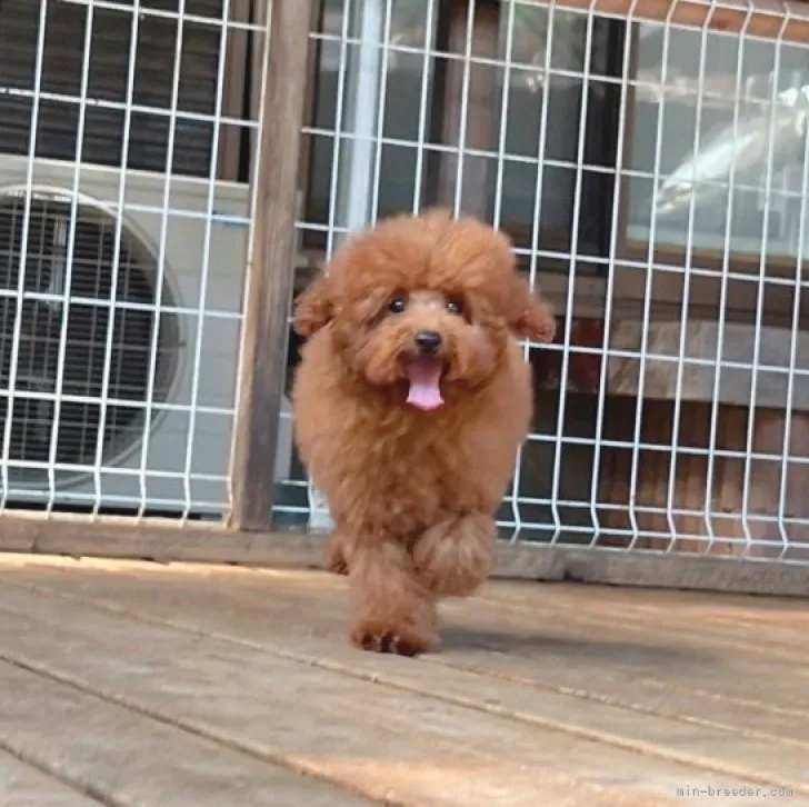 ID:2304-03103の子犬