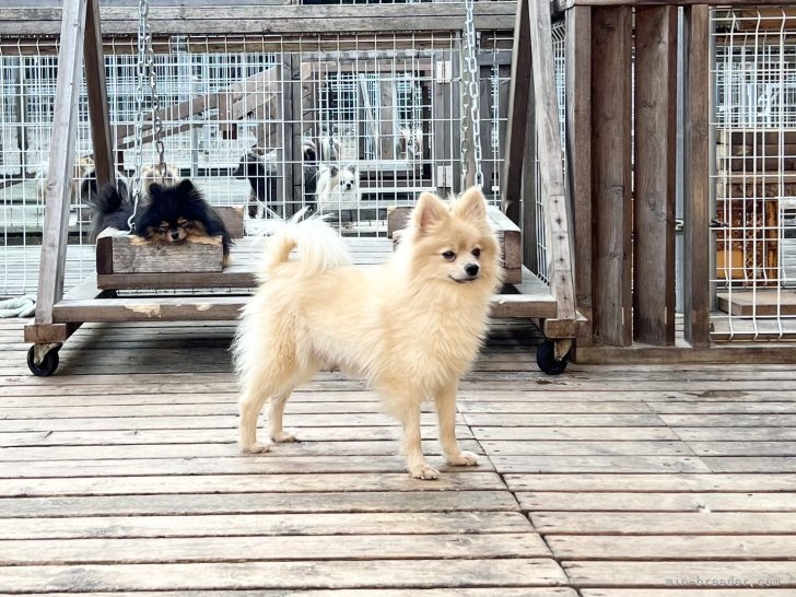 ポメラニアン【・女の子・2020年3月13日・オレンジ】