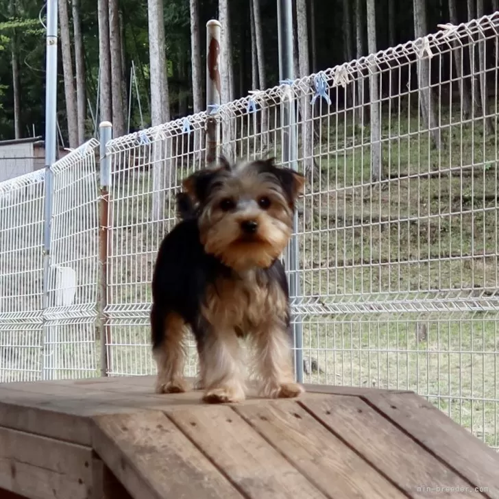 ID：2401-07103の子犬