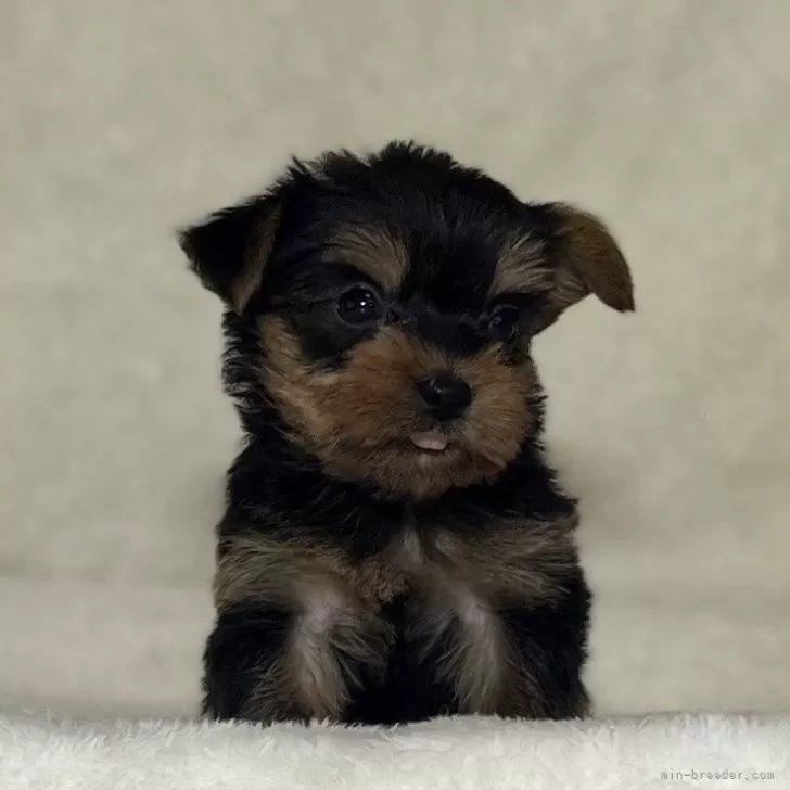 ID：2312-05760の子犬