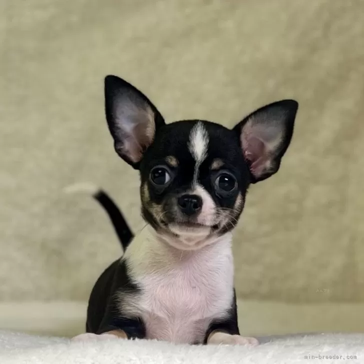 ID：2409-00114の子犬