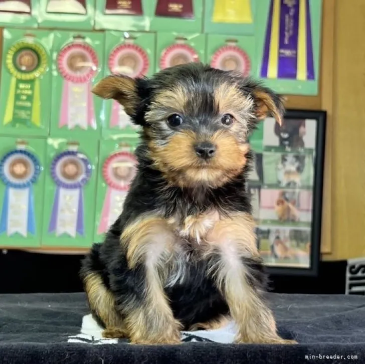 ID：2305-01993の子犬