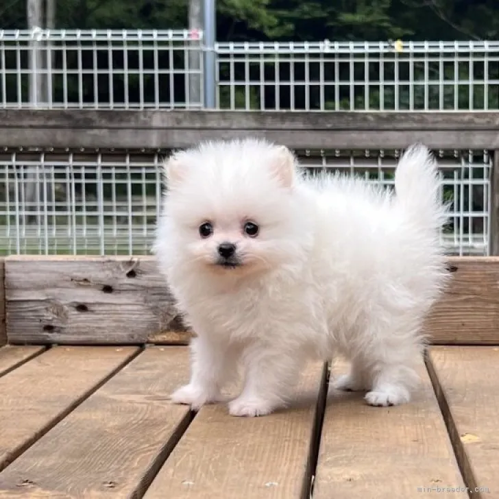 ID:2304-03113の子犬