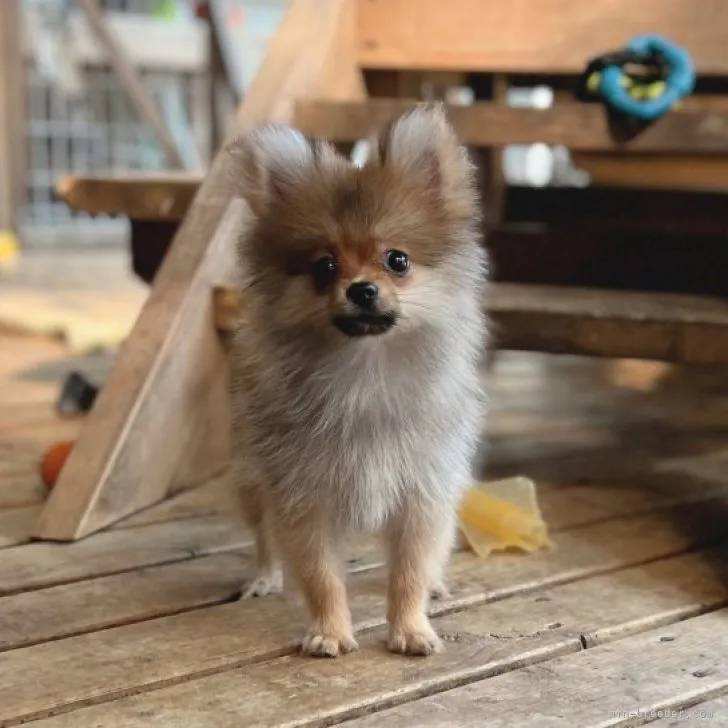 ID：2306-01720の子犬