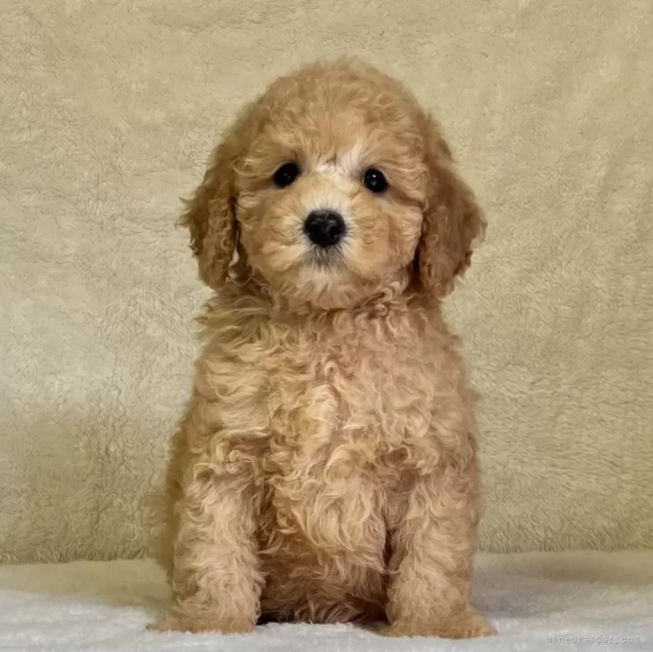 ID：2407-03683の子犬