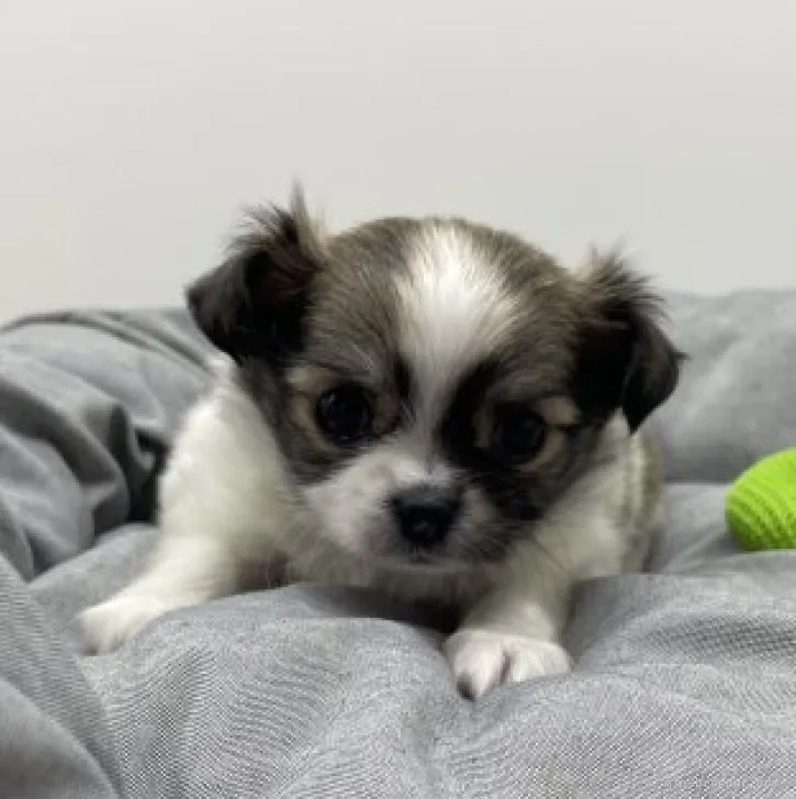 ID：2312-00019の子犬
