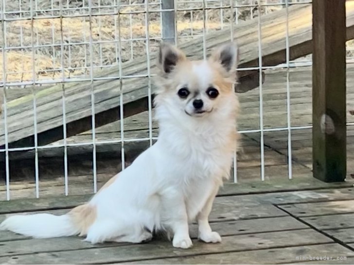 チワワ(ロング)【・女の子・2024年6月4日・パーティ】