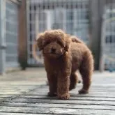 トイプードル(トイ)【神奈川県・女の子・2023年5月1日・レッドフォーン】の写真1「7/6撮影」