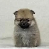 ポメラニアン【神奈川県・女の子・2023年12月25日・オレンジ】の写真1「2/3撮影」