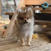 ポメラニアン【神奈川県・男の子・2023年3月31日・オレンジ】の写真1「7/6撮影」