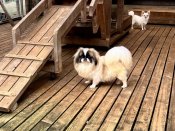 ペキニーズ【・女の子・2021年7月30日・パーティ】