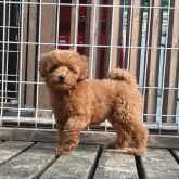 トイプードル(トイ)【神奈川県・女の子・2023年5月1日・レッドフォーン】の写真2「7/6撮影」