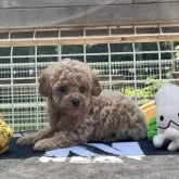 トイプードル(トイ)【神奈川県・女の子・2023年3月18日・オレンジフォーン】の写真2