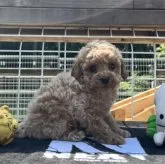 トイプードル(トイ)【神奈川県・女の子・2023年3月18日・オレンジフォーン】の写真3