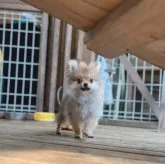 ポメラニアン【神奈川県・男の子・2023年3月31日・オレンジ】の写真4「7/6撮影」