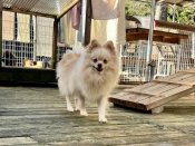 ポメラニアン【・女の子・2023年7月16日・クリーム&ホワイト】