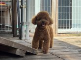 トイプードル【・男の子・2022年4月2日・レッド】