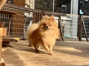 ポメラニアン【・女の子・2023年9月17日・オレンジ】