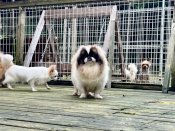 ペキニーズ【・女の子・2021年7月30日・パーティ】