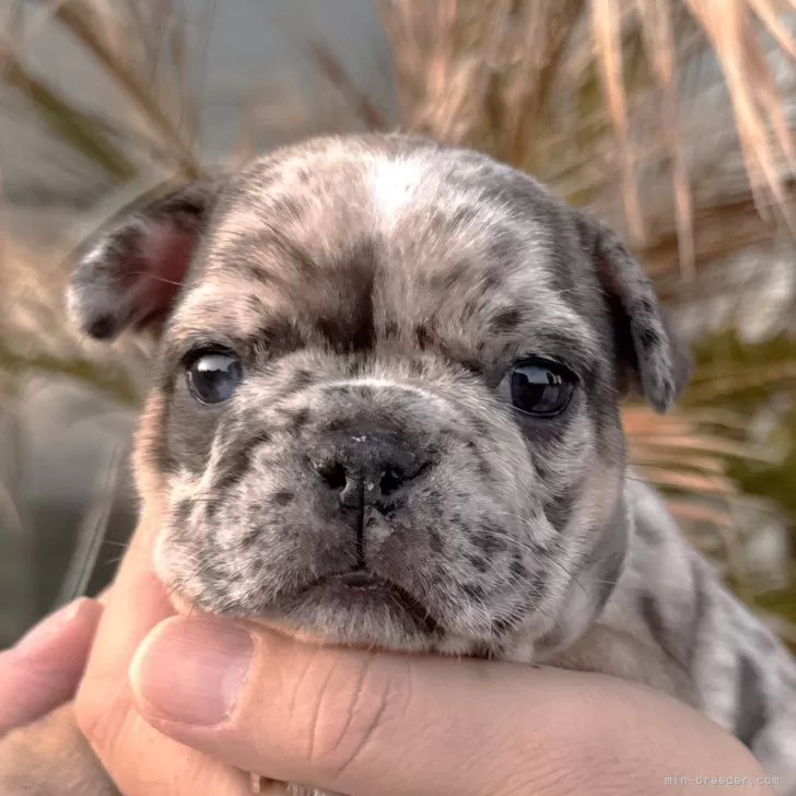 ID：2503-03275の子犬