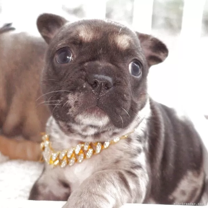 T.T 様のお迎えした子犬