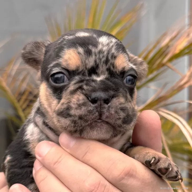 N.H 様のお迎えした子犬