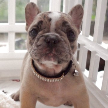 フレンチブルドッグ【千葉県・男の子・2025年9月9日・ブルーマール】の写真「ブルーマール男の子♬祖父はインターナシチャンピオン」