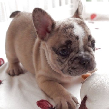フレンチブルドッグ【千葉県・男の子・2025年9月9日・ブルーマール】の写真「ブルーマール男の子♬祖父チャンピオン　価格変更♬」