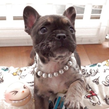 フレンチブルドッグ【千葉県・女の子・2025年9月29日・ブルーマール&タン】の写真「ブルーマール＆タン女の子♬曾祖父AMチャンピオン！」