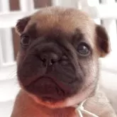 フレンチブルドッグ【千葉県・女の子・2025年5月19日・フォーン】の写真6「2025/06/14」