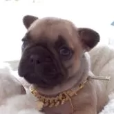 フレンチブルドッグ【千葉県・女の子・2025年5月19日・フォーン】の写真2「2025/06/22」